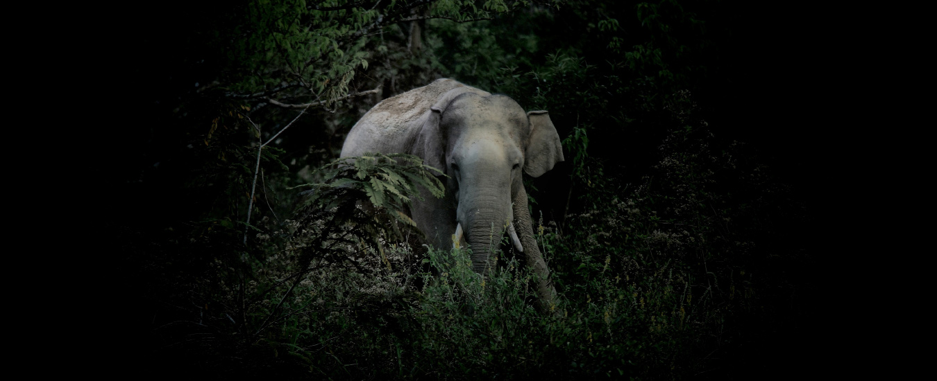 Gudampara Estate Night Safari